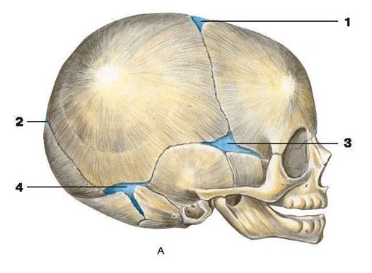 череп детский